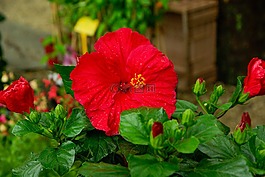 花,芙蓉花,红色