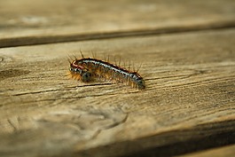 卡特彼勒,毛毛蟲,bug