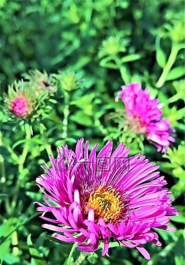 花,herbstaster,廠