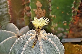 仙人掌,带动,开花