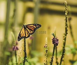 蝴蝶,鮮花,昆蟲(chóng)