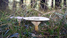 真菌學,性質(zhì),boletaire