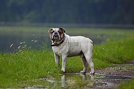 雨下得,斗牛犬,通道