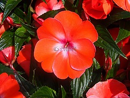 花,性質(zhì)