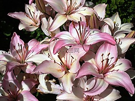鮮花,紫,廠