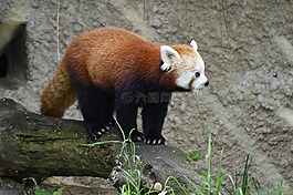動(dòng)物,小熊貓,動(dòng)物園