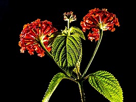 小 wiildblume,野生植物,花