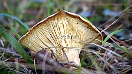 真菌學,蘑菇,boletaire