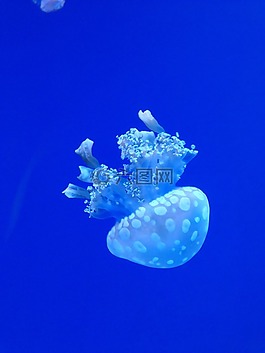海蜇,海洋,水下
