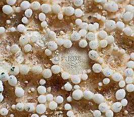 海星,關(guān)閉,宏