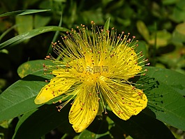 tutsan,黄色,特写