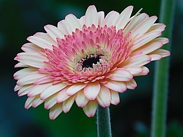 花,非洲菊,粉紅色