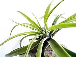 铁,空气中的植物,叶
