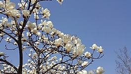木材,鲜花,韩国景观