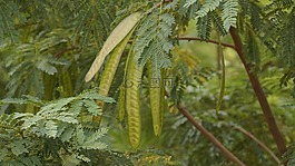 krathin,krathin 泰國,蔬菜