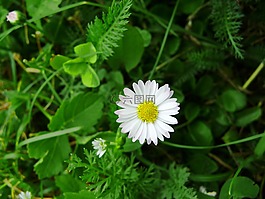 花,黛西,草