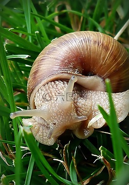 蜗牛,csigabiga,动物