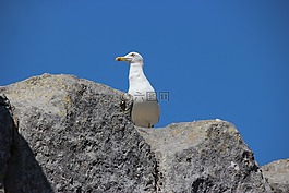 巖,海鷗,鳥