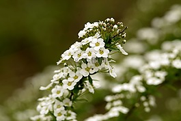 香雪球,甜庭薺,鮮花