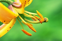 盛開,開花,特寫