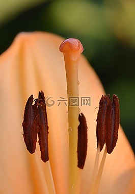 郵票,百合,莉莉郵票