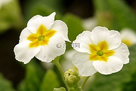 鮮花,白,黃色