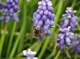 蜜蜂,授粉,花粉
