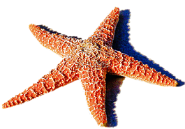 孤立,紅海星,海