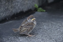 小鳥,自然,眼睛