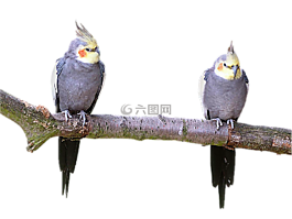 孤立,长尾小鹦鹉,鸟类
