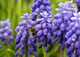 蜜蜂,授粉,花粉