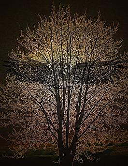 神秘,鳥,貓頭鷹