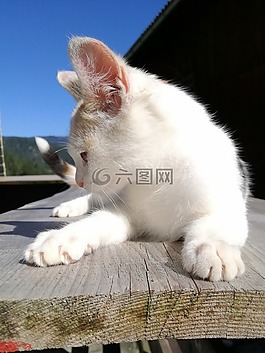 貓,年輕,簡介
