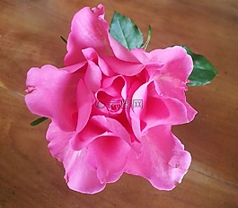 粉紅色,玫瑰,花