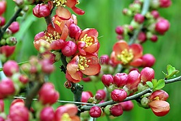 鮮花,紅色,木瓜