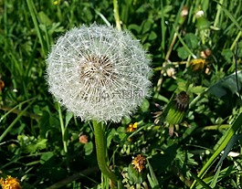 蒲公英,草地,綠色