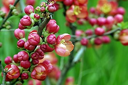 鮮花,紅色,木瓜