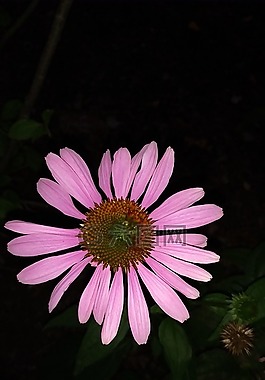 花,園藝,花的