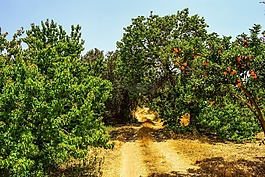 泥路,樹,農(nóng)村