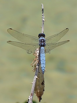 orthetrum coerulescens,蓝蜻蜓,慕达