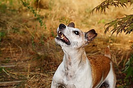 小獵犬,狗,動物