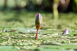 睡蓮,花,開(kāi)花