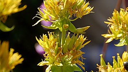 yvorie,植物園,花卉