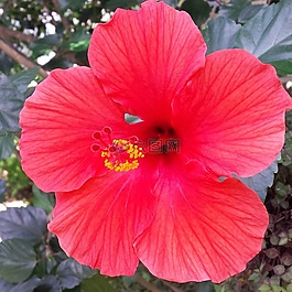性質(zhì),花園,鮮花