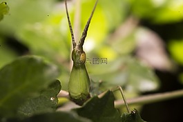 蝗蟲(chóng),綠,很好