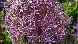 花卉,夏季花卉,性質(zhì)