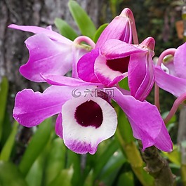 蘭花,性質(zhì),花園