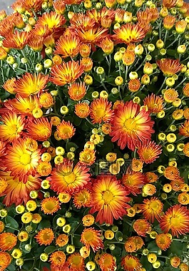 花,園藝,花的