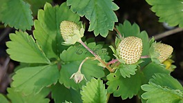 草莓,漿果,生