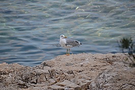 海,水,海鳥
